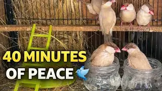 Finches Daily Life 🐦 40 Minutes of Calm Nesting, Eating & Water Bath | Nature Relaxation