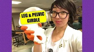 Bones of the Pelvic Girdle and Lower Extremity