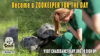 Keeper for a Day at Chase Sanctuary | Work with Lemurs, Sloths & More!