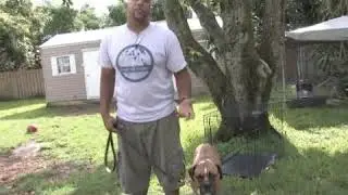 How to Keep a Dog From Marking Territory