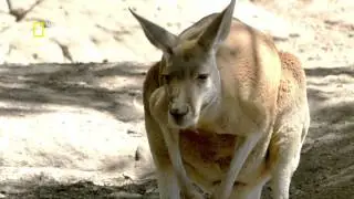 Red Kangaroo - Animal Encounters with Ben Britton - Nat Geo Wild