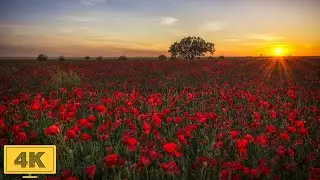 Flower Fields Relaxing music Calm your mind Soothing nature Stress relief