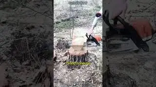 Transformer une souche en chaise ? Incroyable !