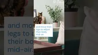 Day39: Why Cats Always Land on Their Feet | Gravity Trick Explained! #science #cat