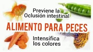 ALIMENTO IDEAL  para peces 2  Guppys, Molly, Bettas, Goldfish.