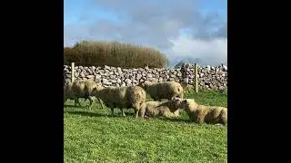 Managing breeding ram lambs as the season draws to a close
