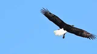 SWFL Eagles- Rogue Eagle Visits The Nest, Warning Calls To Scare a Sub- Adult. Dual 🎥 View #eagle