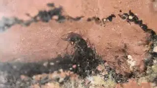 Junge Harpegnathos venator queen