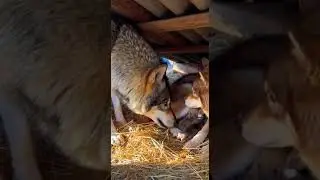 Mother dog and wolf fight to protect puppies fierce battle unfolds #dogs #wildlife #puppies