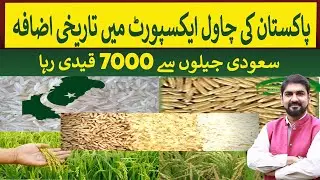 Historic increase in Pakistani Rice Export $4.5 Billion  | Rich Pakistan