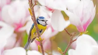 Beautiful Relax and Soothing Music Blooming flowers 
