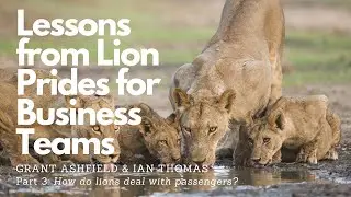 Lessons from Lions for Business Teams. Part 3. How do lions deals with passengers?