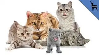 Meet The Lady With 1,000 Cats
