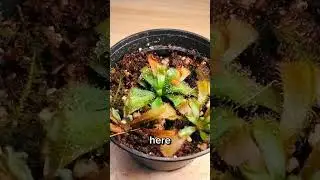 something super rare happened to my sundews.