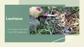 Bush Regeneration Techniques - Lantana control