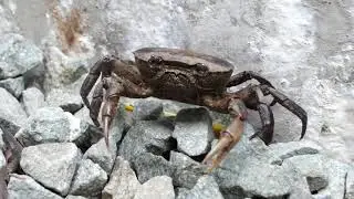 NERF GUN CRAB GIANT BATTLE