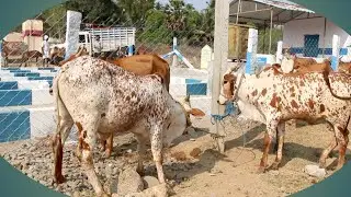 மட்றப்பள்ளி நாட்டு மாட்டுச்சந்தை