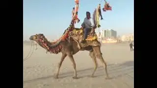 Pakistani Journalist Chand Nawab Rides Camel to Report on Karachi Weather, Wins Hearts
