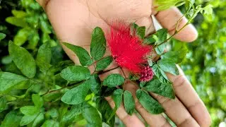 Powder Puff / Calliandra plant / মনিকুন্তলা ফুল - নজরকাড়া সুন্দর এবং আকর্ষণীয় একটি ফুল গাছ ।