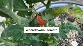 Wherokowhai Dwarf Tomato Review