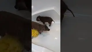 Splish splash #funnyanimals #pig #pigfeed #piggy #guineapighome #twinnames #adorablepigs #animals