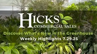 Hicks Commercial Sales Greenhouse Weekly Availability 7-29-25