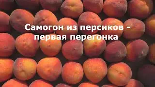 Самогон из персиков - первая перегонка