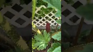 Gunnera Tinctoria and Fireglow maple