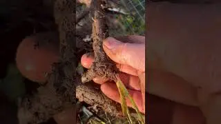 Digging, washing, and drying true comfrey root