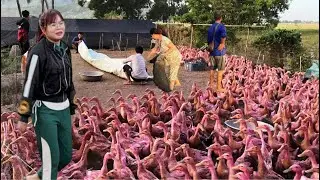 Rural people come early in the morning to load ducks onto trucks.