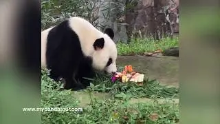 The 3 Legged Panda Dai Li having a Birthday Cake
