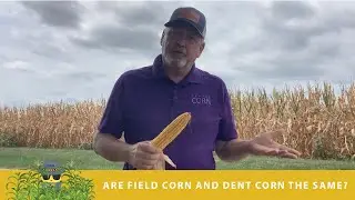 Agent X | Are Field Corn and Dent Corn the Same?