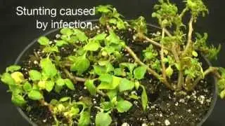 Downy mildew in impatiens