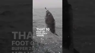 Освойте искусство подсечки на Tautog #рыбалка #шорты #доннаяловля
