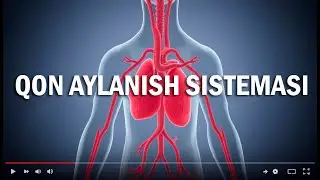 Qon aylanish tizimi: Qanday qilib yuragingiz qon haydaydi?