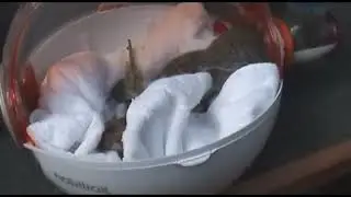 Adopted two Squirrels