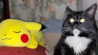 Twitch the rescue tuxedo longhaired cat! #therapist #londoncats #indoorpets #catparenting