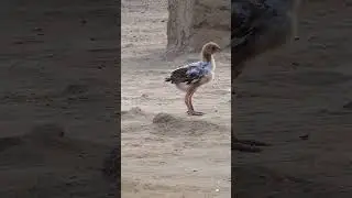 Little Chick Relaxing in Morning | Cute Baby Chicken in Village 🐣🌄