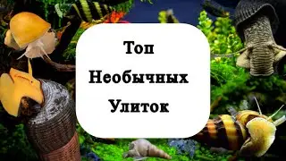 Top snails for aquariums