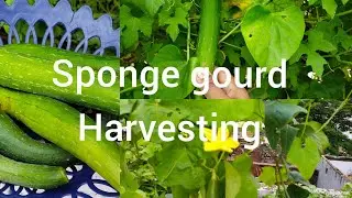 55-Harvest Sponge Gourd |Ridge Gourd vegetable |
