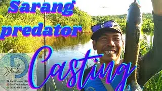 casting di sarang predator, predatory fish hunting place
