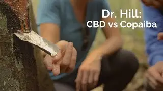 Ep.248 Dr. Hill on CBD vs Copaiba