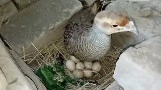 Partridge breeding season