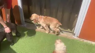 Maria The Dog Trainer & Brady 6/10/2021