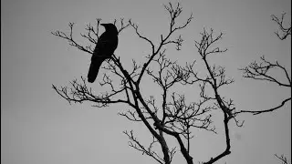 FASCINATING VIDEO OF CROW USING ANT AS MEDICINE #youtubeshorts #shorts #nature #birds #life 