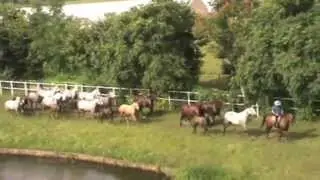 BRANCO DI FATTRICI CON PULEDRI