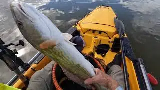 Back in the Marsh #fishing #kayakfishing #redfish #reddrum #marshfishing