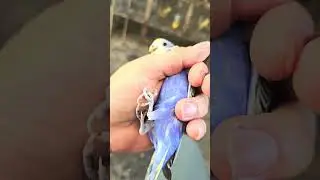 #birdsvioletaclasico #lovebirds