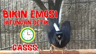 SEKALI PUTAR 🔥PANCINGAN Murai Batu gacor sangat AMPUH menjadikan murai batu cepat bunyi gacor