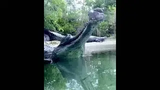 The world&rsquo;s rarest crocodile, Gharial 🍃